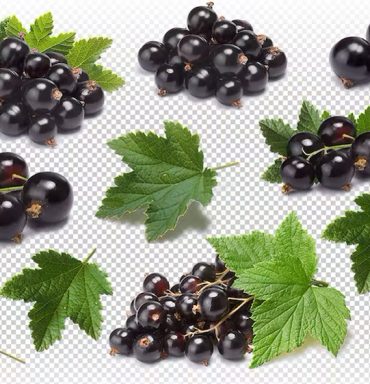 How to Use Background Removal Services to Improve Your Product Photos – Clipping path service provider | Photo & image editing.
